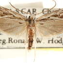 Image of <i>Eupragia banis</i> Hodges