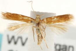 Image of Coptotriche castaneaeella