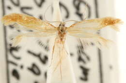 Image de <i>Coptotriche zelleriella</i>