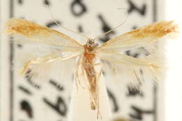 Image of <i>Coptotriche zelleriella</i>