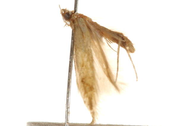 Image of <i>Coptotriche zelleriella</i>