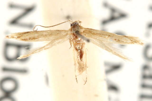 Image de <i>Coptotriche zelleriella</i>