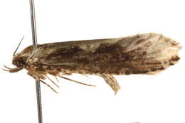 Image of Daviscardia