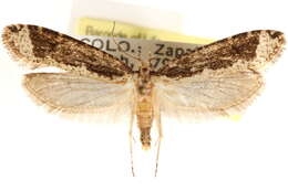 Image of Daviscardia