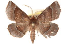 Image of Metarranthis pilosaria Packard 1876