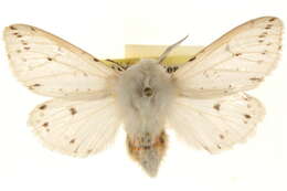 Image of Spilosoma dubia Walker 1855