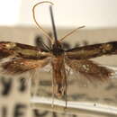 Image of Isocorypha chrysocomella Dietz 1905