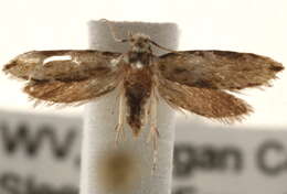 Image of Mea skinnerella (Dietz 1905)