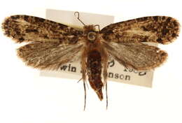 Image of Montescardia fuscofasciella (Chambers 1875)