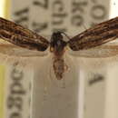 Image of <i>Nemapogon rileyi</i>