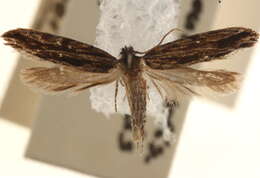 Image of <i>Nemapogon rileyi</i>