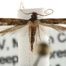 Image de Stenoptinea auriferella (Dietz 1905)