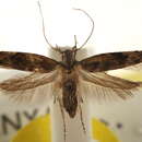 Image of Hypatima mangiferae Sattler 1989