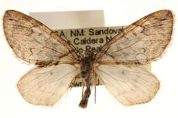 Image of Hydriomena chiricahuata Swett 1909