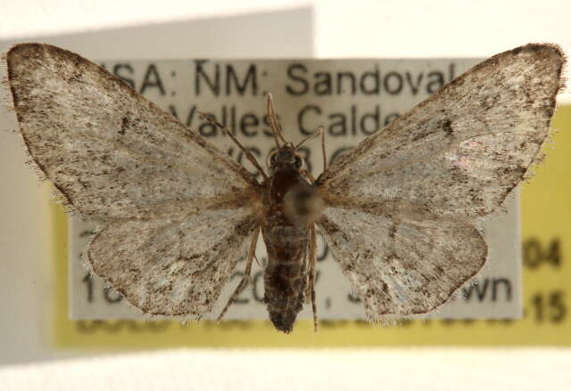 Image of Eupithecia neomexicana McDunnough 1946