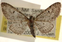 Image of Eupithecia neomexicana McDunnough 1946