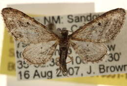 Image of Eupithecia neomexicana McDunnough 1946