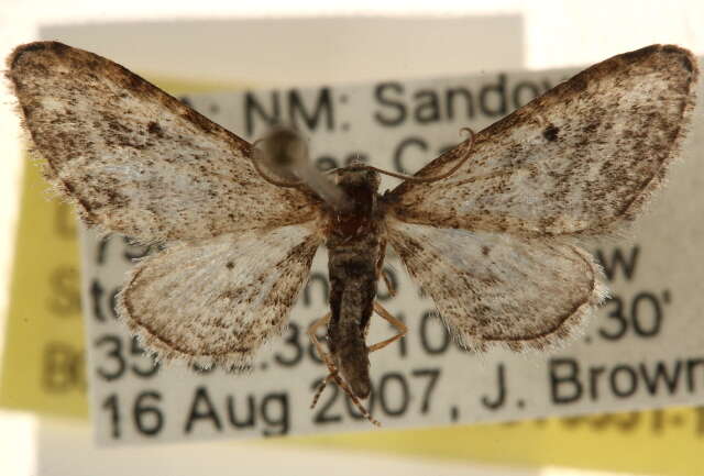 Image of Eupithecia neomexicana McDunnough 1946