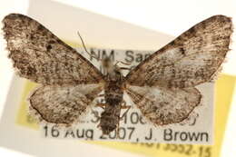 Image of Eupithecia neomexicana McDunnough 1946