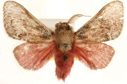 Image of Flannel, Slug Caterpillar, Leaf Skeletonizer Moths and kin