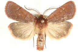 Image of Hemipachnobia