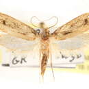 Image of Tinea carnariella Clemens 1859