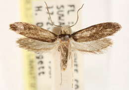 Image of Tinea unomaculella Chambers 1875