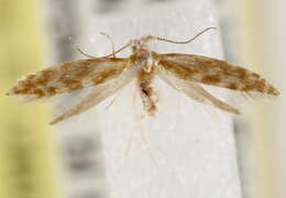 Image of Argyresthia canadensis Freeman 1972