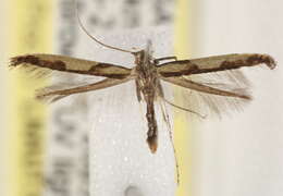 Image of Walnut Caloptilia