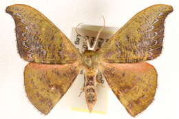 Image of Hypocoela humidaria Swinhoe 1904