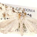 Codalithia quincuncialis Holloway 1979 resmi