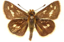 Image of Taractrocera