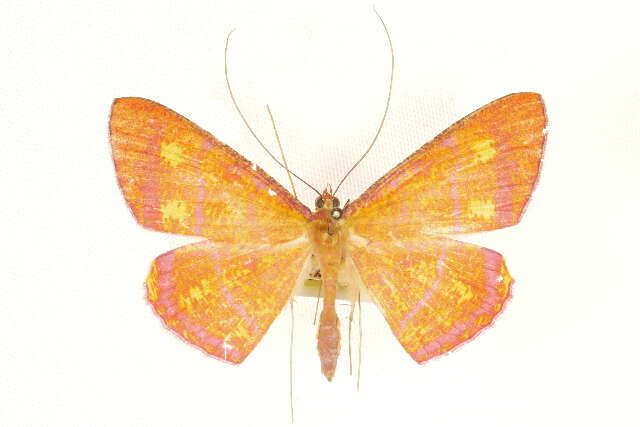Image of Eumelea biflavata Warren 1896