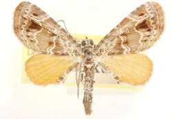 Image of Carbia calescens Walker 1866