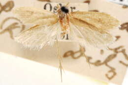 صورة Ptilopsaltis edentata