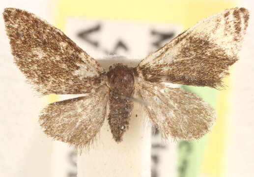 Image de Heteropsyche poecilochroma Perkins 1905