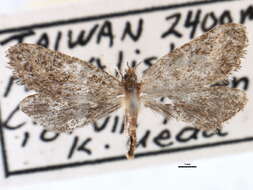 Image of Palaeosetidae