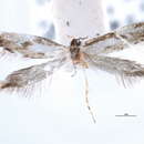 Image of Mnesarchaea hamadelpha Meyrick 1888