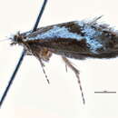 Image of Mnesarchaea paracosma Meyrick 1886