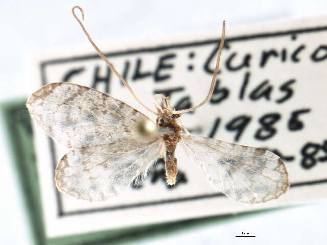 Image of Apoplania chilensis Davis 1975