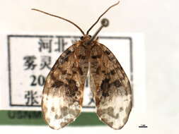 Image of <i>Neopseustis beijingensis</i>