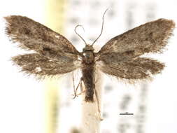 Image of <i>Oliera argentinana</i>