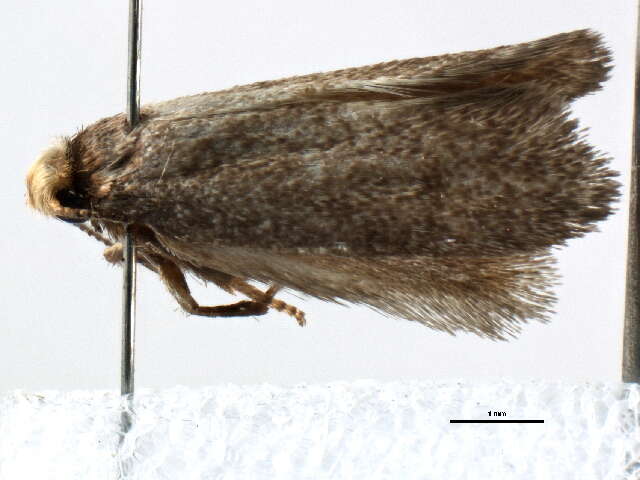 Image of gall moths