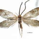 Слика од Palaeomicroides obscurella Issiki 1931