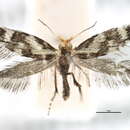Image of Agrionympha pseliacma Meyrick 1921