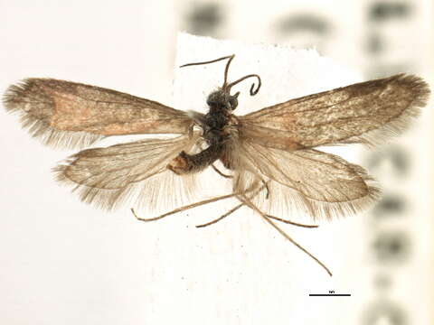 Image of Valdivian archaic moths