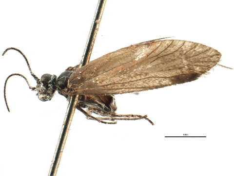 Plancia ëd Heterobathmiidae