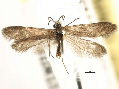 Image of Valdivian archaic moths