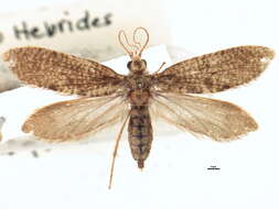 Image of Agathiphaga vitiensis Dumbleton 1952