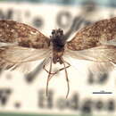 Image of Eriocrania breviapex Davis 1978